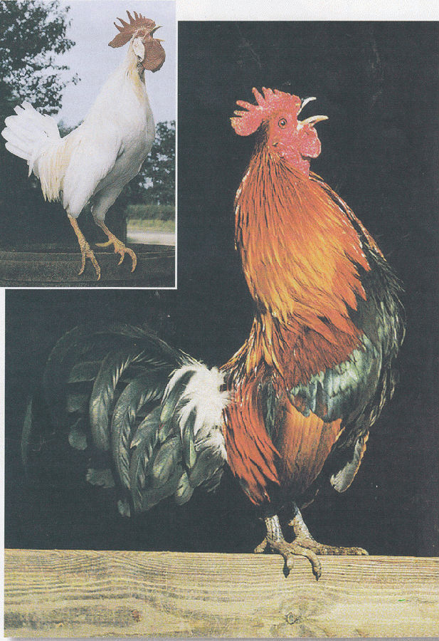 01.gif 公鸡实景图